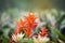 Orange Bromeliad flower