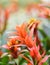 Orange Bromeliad flower