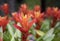 Orange Bromeliads flowers blooming in the tropical garden on green leaves background.