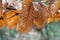 Orange and Bronze Autumn Leaves Sunlit with Bokeh Forest