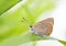 Orange brown buttefly on a plant leaf