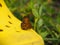 An orange-brown butterfly sits on a yellow rubber slipper