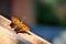 Orange and brown butterfly on wooden handrail.