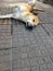 Orange brown color of dog comfortably sleeping with turning face up on the floor.