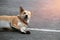 Orange brown color of dog, one eyeless and sew close. Laying down on the concrete floor in the morning.