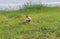 Orange brown color of dog, one eyeless and sew close. Laying down on the green lawn.