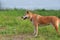 Orange brown color of dog, one eyeless and sew close. standing on the green lawn.