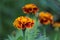 Orange-brown marigolds in autumn on a city street