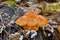Orange brown mushroom