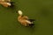 An orange-brown ogari duck swims in the water of a pond in a protected park in the `World of Birds`.