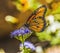 Orange Brown Queen Butterfly Blue Billygoat Weed