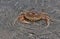 Orange and brown salt water crab swimming in the ocean, CapeTown