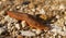 Orange and Brown Slug