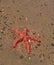 Orange and brown Starfish Asteroidea in the ocean, CapeTown