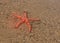 Orange and brown Starfish Asteroidea in the ocean, CapeTown