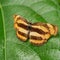 Orange and brownish black stripped butterfly