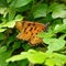 Orange and brownish black stripped butterfly