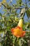 Orange Brugmansia blooming at the ruins