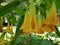 orange brugmansia flower in a park