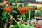 orange buddha belly flower plant Jatropha podagrica