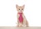 Orange buff tabby kitten wearing a tie, isolated