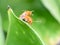 Orange bugs insects mating on the green leaf