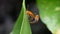 Orange bugs insects mating on the green leaf