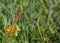 Orange Bulbine or Stalked Bulbine, Bulbine frutescens