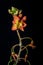 Orange bulbinella asphodelaceae flowers in spring, South Africa