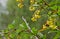 Orange bumblebee drinks nectar, and the bee flies by