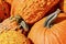 Orange bumpy pumpkin gourd fall macro background