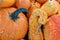 Orange bumpy pumpkin gourd fall macro background