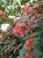 Orange bunch of garden flowers