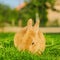 Orange bunnie eating grass in backyard - square composition