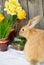 Orange bunny rabbit near the flower composition