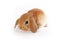 Orange bunny. Super cute lop dwarf rabbit on isolated white background.