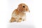 Orange bunny. Super cute lop dwarf rabbit on isolated white background.