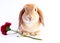 Orange bunny. Super cute lop dwarf rabbit on isolated white background.