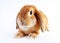 Orange bunny. Super cute lop dwarf rabbit on isolated white background.