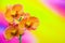 Orange and burgundy dotted phalaenopsis orchids against graphic abstract background