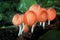 Orange Burn Cup or Fungi Cup mushroom in forest