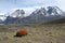 Orange Bush, Patagonia