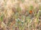 Orange buttefly on the summer meadow