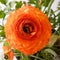 Orange buttercup bloom with green branches around