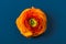 Orange buttercup ranunculus flower, on blue background