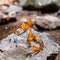 Orange butterflies on rock