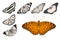 Orange butterflies on white background