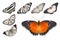 Orange butterflies on white background