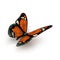 Orange butterfly