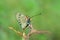 An Orange Butterfly Acraea terpsicore